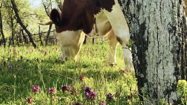 Cattle grazing in a spring orchard with fresh green grass