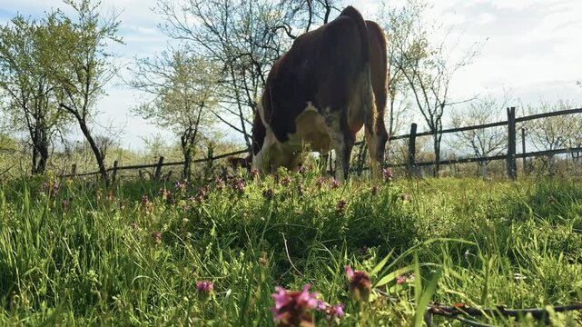 Cow grazing fresh green grass in meadow