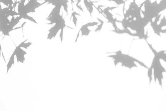 Real dense maple leaf shadow cut out on a transparent png background with soft organic edges along the top. Drops into a serene autumn mockup overlay and seasonal lifestyle branding composition as.