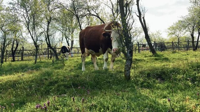 Cattle enjoying fresh grass in a rural meadow during springtime