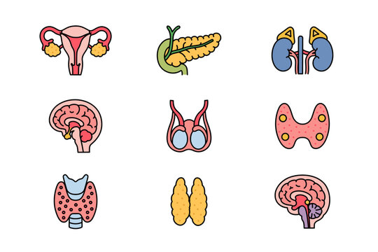Endocrine system anatomy flat colorful illustration icon design set for medical education. Major hormone producing glands and organs