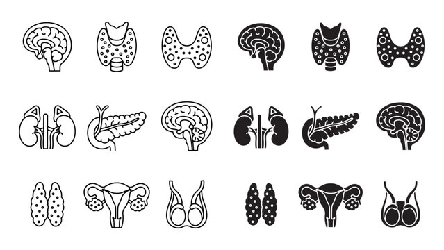 Endocrine anatomy outline and solid icon set. Human hormone system line art and silhouette element designs. Major glands and hormone related organs