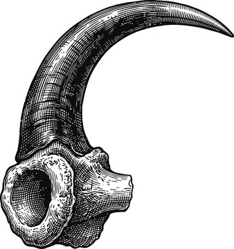 Isolated vintage engraving style illustration of a sharp curved animal claw, perfect for prehistoric and predator themed designs.