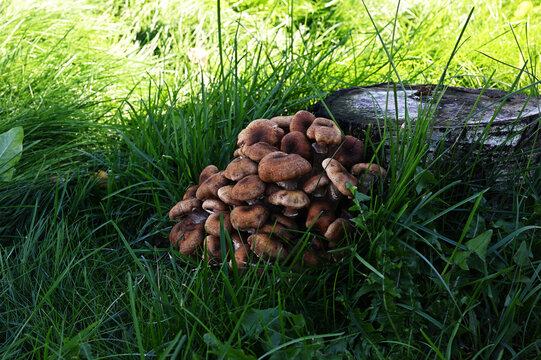 A cluster of brown wild mushrooms growing densely beside an old tree stump in lush green grass