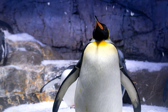King Penguin Standing Tall with Head Tilted Upwards in Snowy Winter Ice Habitat