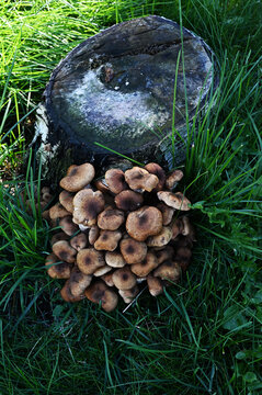 A cluster of brown wild mushrooms growing densely beside an old tree stump in lush green grass