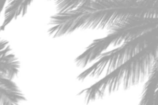 Real wide-angle palm leaf shadow cut out on a transparent png background with soft diffused edges. Anchors luxury and campaign design as a transparent png overlay with central copy space.