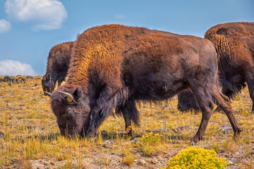 Buffalo grazing in a field.  © Pete