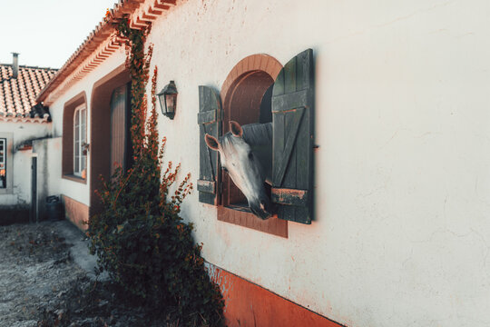 A pale equine head leans through an arched opening with weathered green shutters in a whitewashed stable, framed by terracotta trim, climbing ivy and a lantern with room for text on the wall