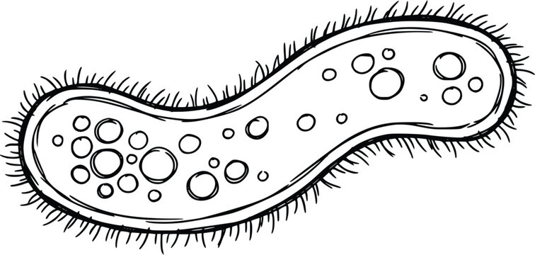 Paramecium microscopic organism vector illustration featuring a single celled creature with cilia isolated on a simple white background design