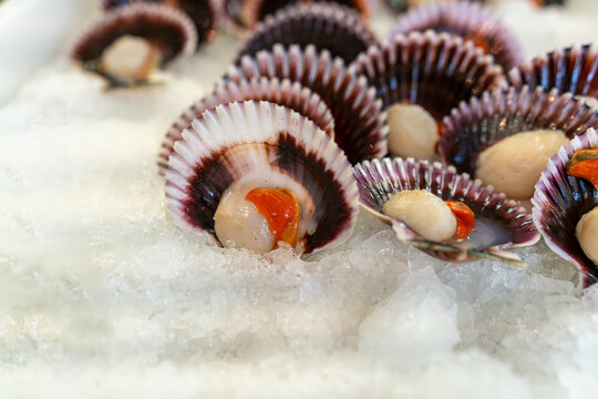 Scallops (Chlamys varia), fresh and on ice at a city market