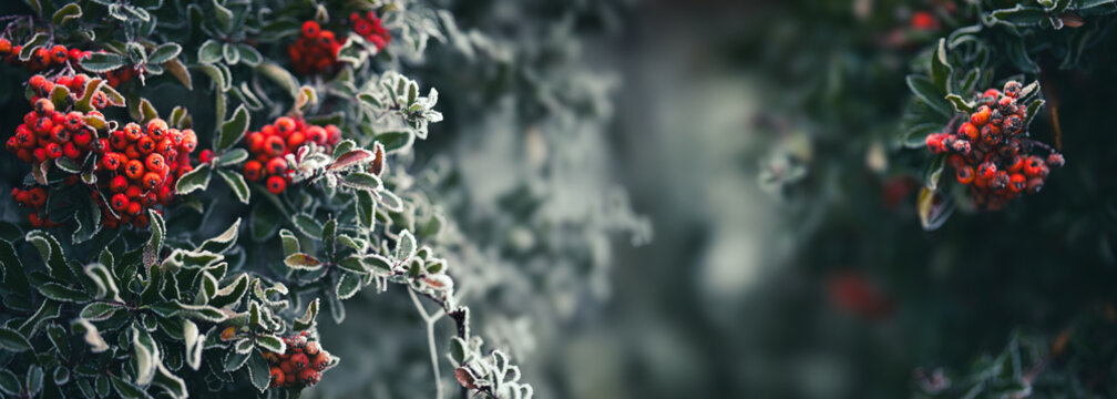 Red firethorn berries in winter, dusted with delicate hoarfrost. Horizontal background for winter landscapes.
