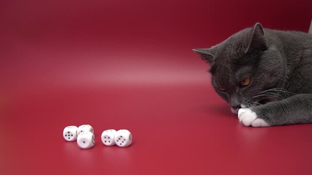 A grey cat is playing with dice on a red background. Paw pushes a separate cube, studio production, close-up, free space on the left.