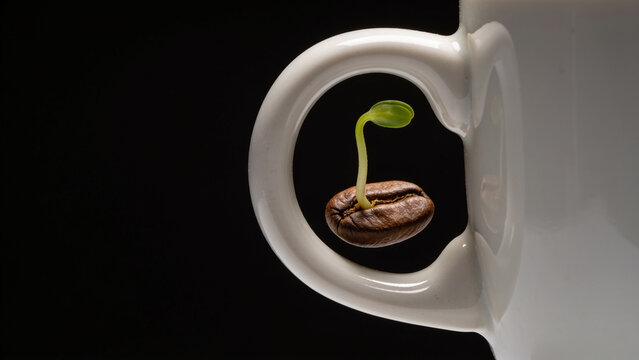 Fresh green coffee bean sprout growing inside white porcelain mug handle against dark black background studio