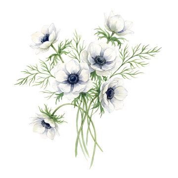 A beautiful watercolor bouquet of white anemone flowers with green stems and leaves isolated on a white background.