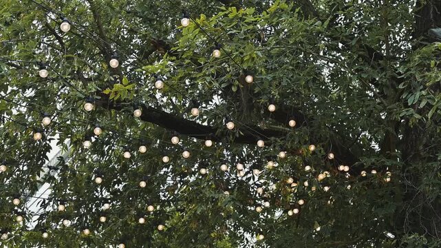 A large tree features hanging string lights across its branches, creating a decorative display. The setting is outdoors with green foliage surrounding the lights