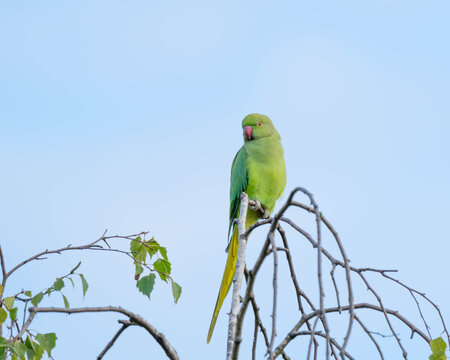 Birds of Germany - Psittacula krameri - Rose-ringed parakeet perched on bare tree branches