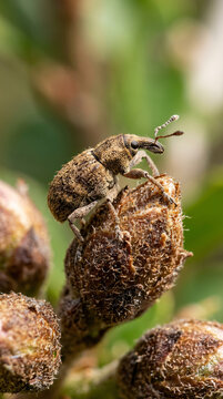 A detailed close-up of a small brown weevil beetle perched on a plant bud.