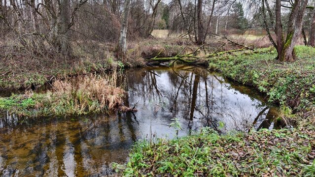 A small river flows among the grassy banks, on which trees grow, reflected in the water. Algae grow in clean water. Fallen trees covered with moss lie in the water. Cloudy autumn weather
