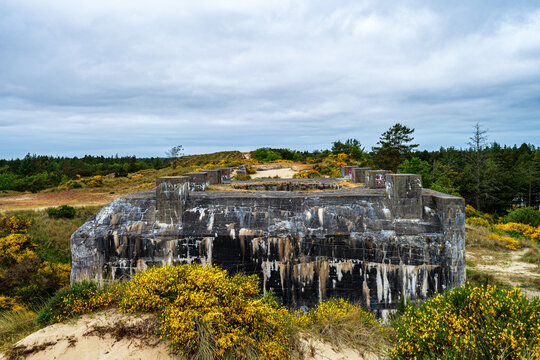 A large weathered concrete military bunker surrounded by yellow flowering gorse bushes in a natural landscape under a cloudy sky at Tirpitz Museum area.