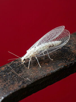 A delicate white lacewing insect perched on a rustic dark metal bar against a red background.