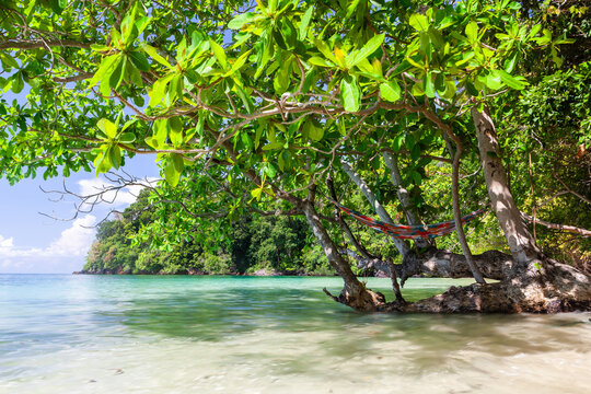 Hammock tied to tree on Koh Kradan beach. Turquoise sea meets sandy shore under green foliage. Tropical paradise with clear blue sky.