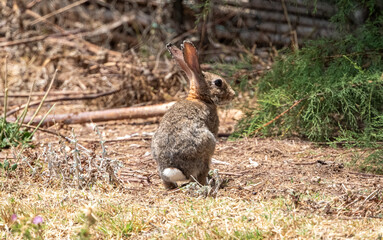 European rabbit (Oryctolagus cuniculus) alert on dry ground in Marjal dels Moros wetland, Sagunto, Valencia, Spain © Sernat