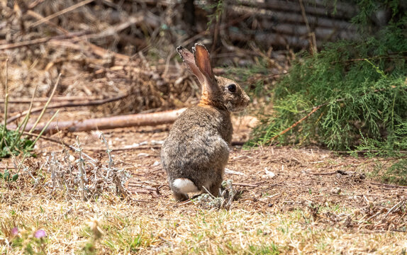 European rabbit (Oryctolagus cuniculus) alert on dry ground in Marjal dels Moros wetland, Sagunto, Valencia, Spain