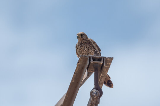 Common kestrel (Falco tinnunculus) perched high on metal structure in Marjal dels Moros, Sagunto, Valencia, Spain