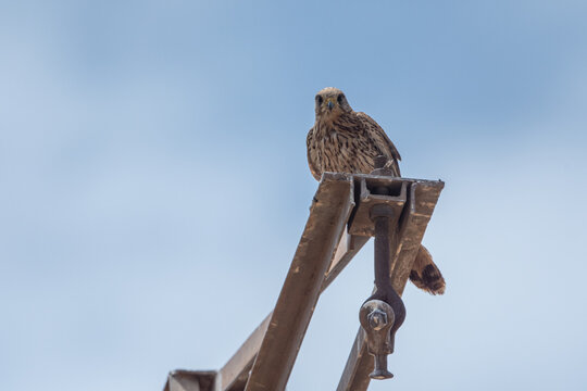 Common kestrel (Falco tinnunculus) perched high on metal structure in Marjal dels Moros, Sagunto, Valencia, Spain