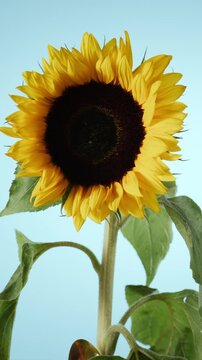 Sunflower bloom turns softly, showing rich yellow petals, dark center, and green leaf under open blue sky. Ideal background for agriculture, farming, organic crop, and summer harvest concepts.