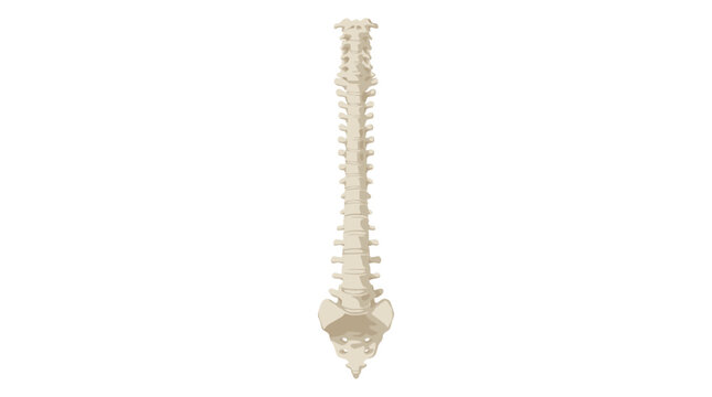 Human spine vertebral column anatomy illustration