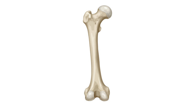 Human femur bone anatomy vector illustration on white
