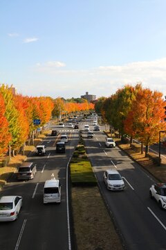 Vertical view of a vibrant autumn tree-lined avenue stretching through a city in Japan.  