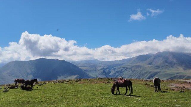 Horse Grazing in a Vast Mountain Landscape in Gudauri.
A lone horse grazing in a vast highland meadow with panoramic views of the Caucasus Mountains near Gudauri, Georgia, beneath dramatic summer clou