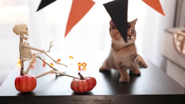 Playful Halloween kitten with bunting, pumpkins, and a skeleton arm prop on sunlit table by window
