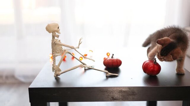 Playful Halloween kitten interacts with a plastic skeleton on a tabletop
