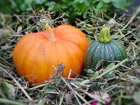 Ripe orange pumpkin and speckled green winter squash resting on dry grass in the garden bed.