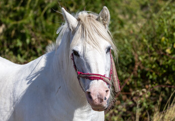 weißes Pferd © Karsten