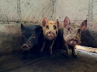 Three cute piglets standing in a corner of their pen, looking at the camera © Leonor