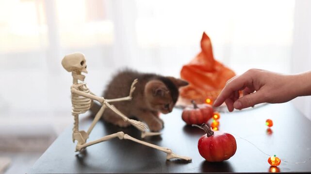 Playful Halloween kitten pawing a small pumpkin beside a plastic skeleton prop on a table