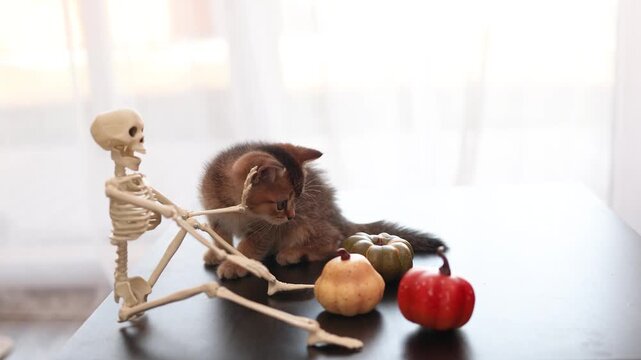 Playful Halloween kitten interacting with pumpkins and skeleton decor on a tabletop