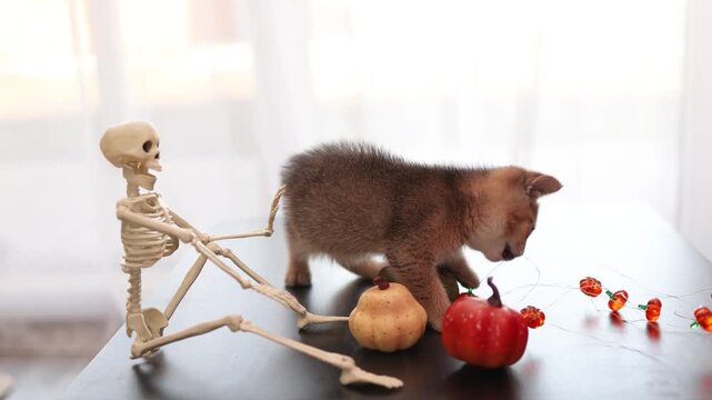 Playful Halloween kitten bats at pumpkins beside a skeleton on the tabletop decor
