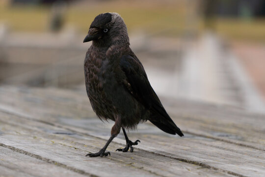 schwarze Dohle 