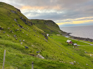 Sheep grazing above a red farmhouse at dusk, Runde island, Norway © versus_cz