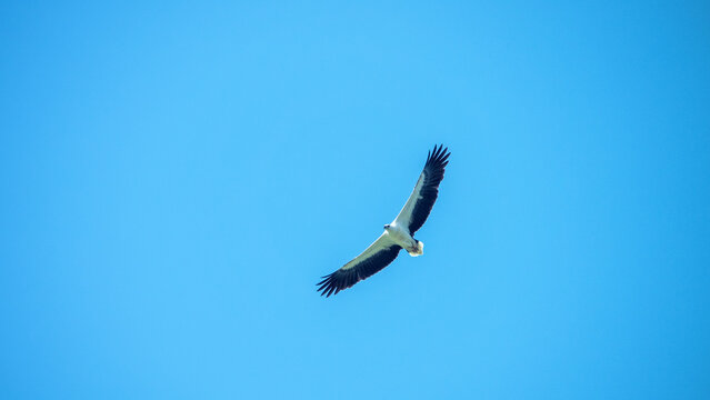 Adult White-bellied sea eagle (Icthyophaga leucogaster) soars over the Andaman Sea coast, catching fish and clashing with crows. Malaysia