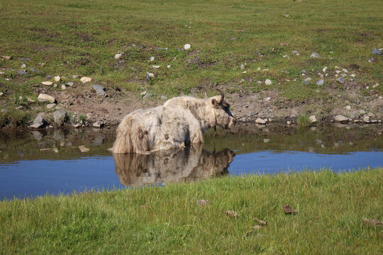 Animali al pascolo nella vasta steppa verde della Mongolia