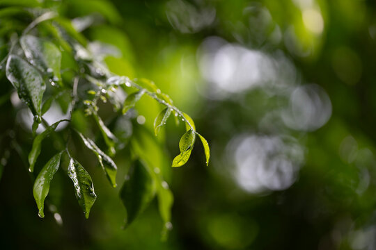 Orange Jessamine tree leaves under the rain closeup