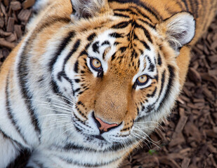 Obraz premium The Amur tiger looks at the camera on a bright sunny day. Wildlife, mammals, predators.