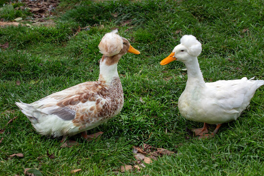 A pair of Bashkir crested ducks on a background of green grass on a bright sunny day. Ani-mals, birds, ornithology, ecology.